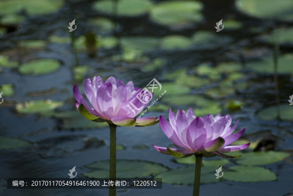 粉色的百合花