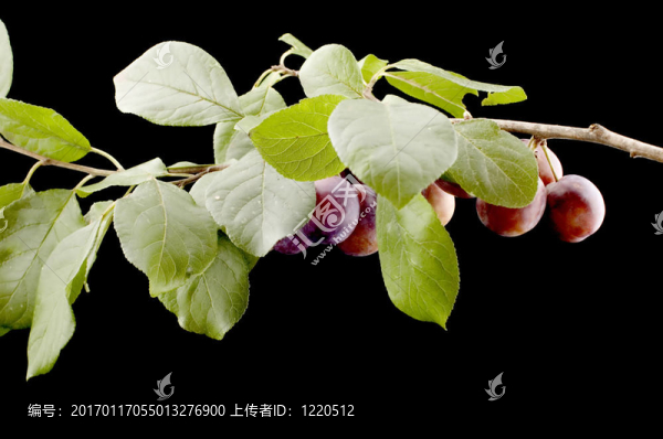 野生梅宏