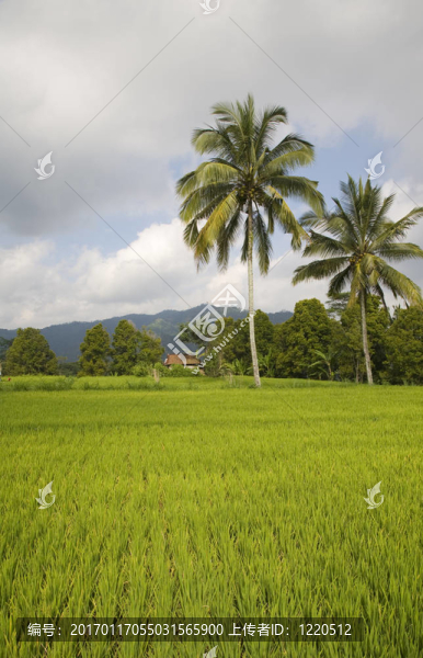 巴厘稻田