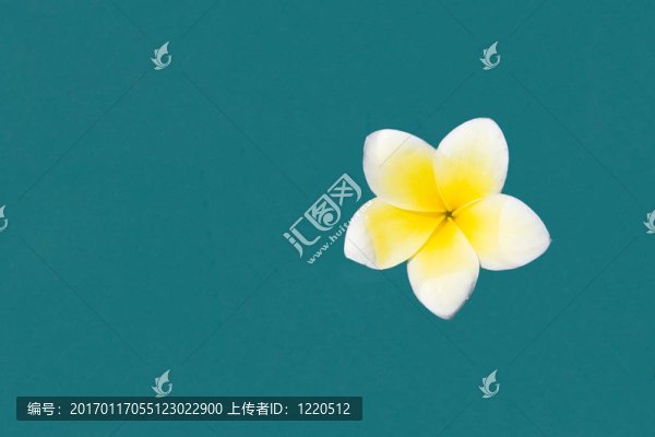 雞蛋花