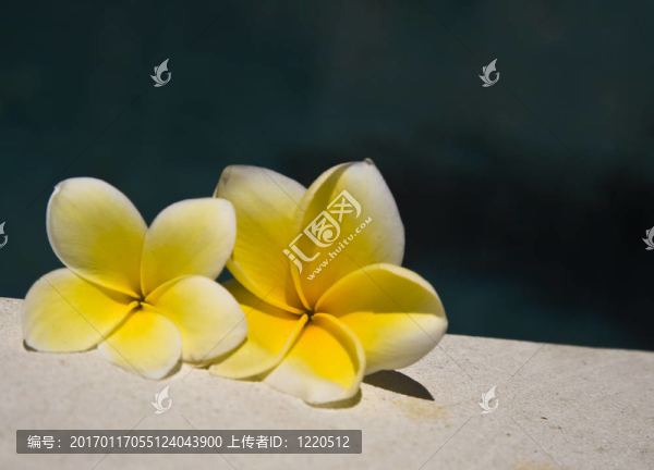 雞蛋花