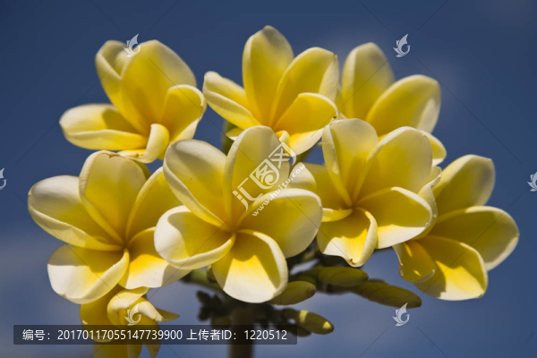 雞蛋花