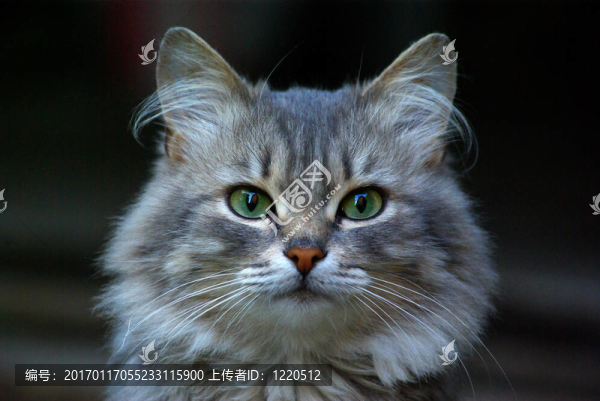 貓-匯圖網(wǎng) www.fosd68.com 貓