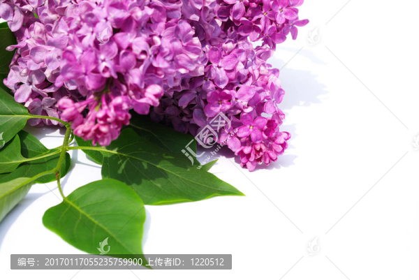 丁香花
