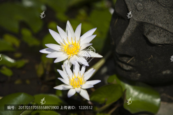 水百合