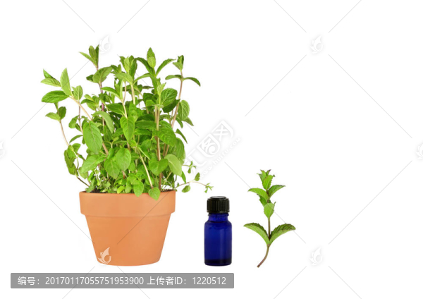 香草薄荷