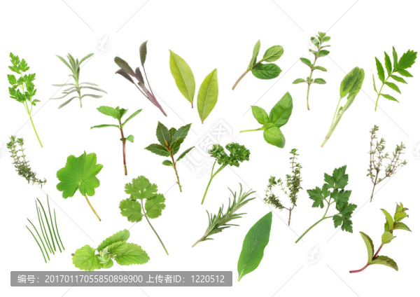 草本植物，葉的選擇