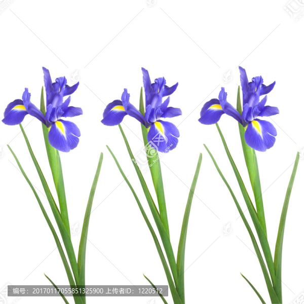 鳶尾花的美麗