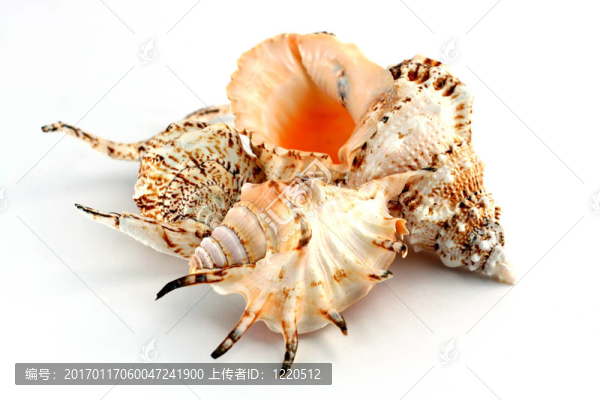 貝殼