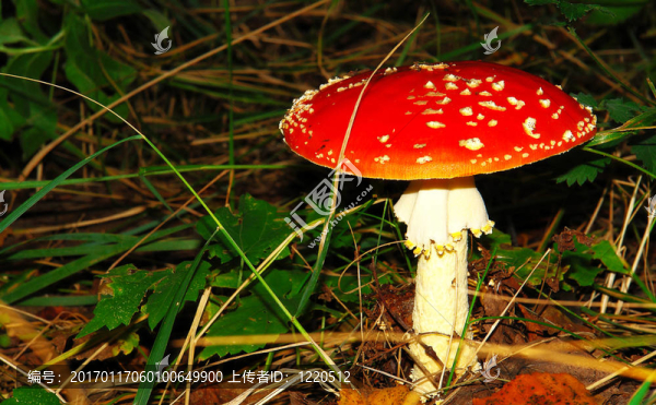 紅菌