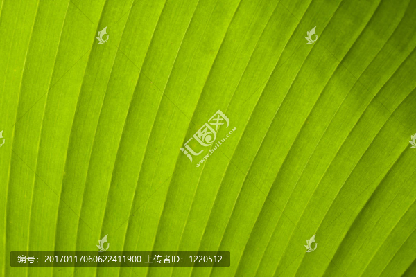 香蕉葉