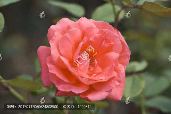 玫瑰