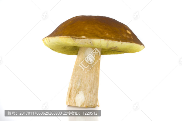 美味牛肝菌