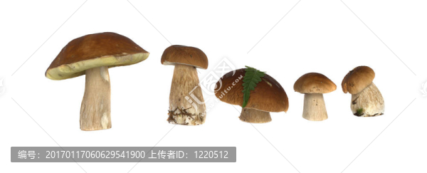 美味牛肝菌