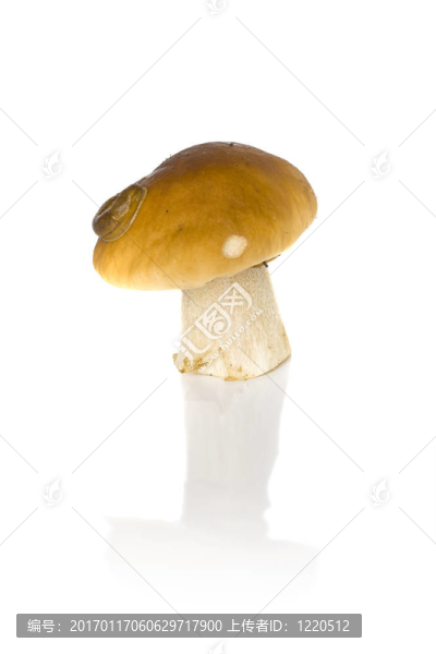 美味牛肝菌