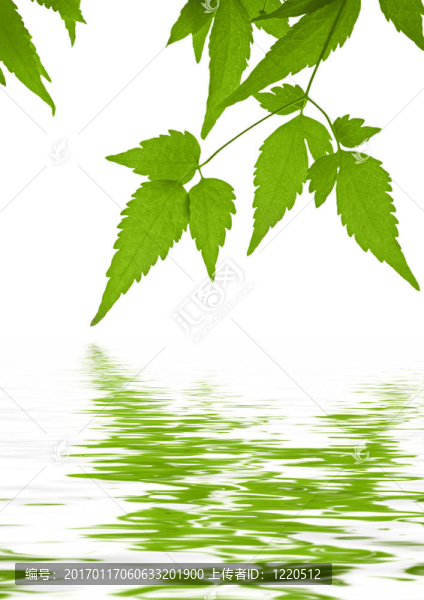 在水面反射綠色葉鐵線蓮