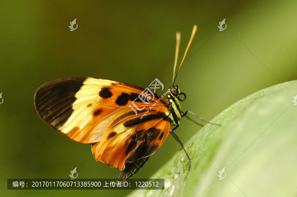 蝴蝶