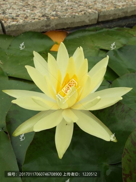 水百合