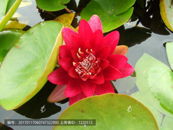 水百合
