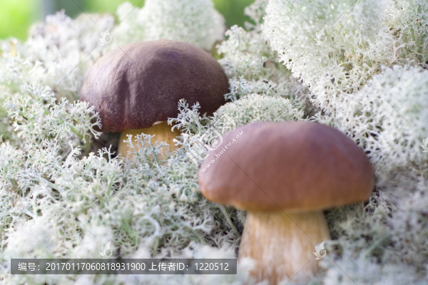 兩個小蘑菇