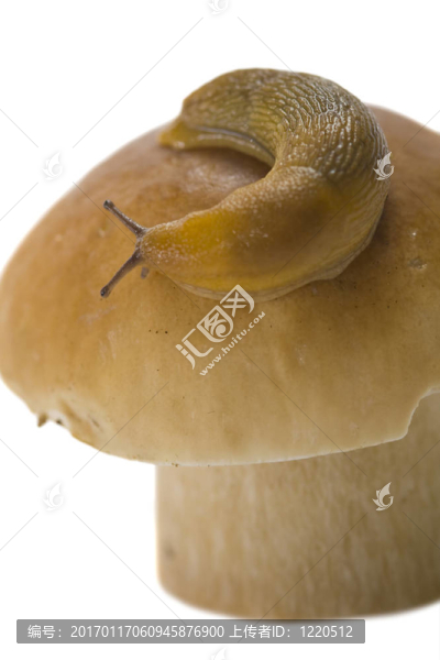 在CEP的蝸牛
