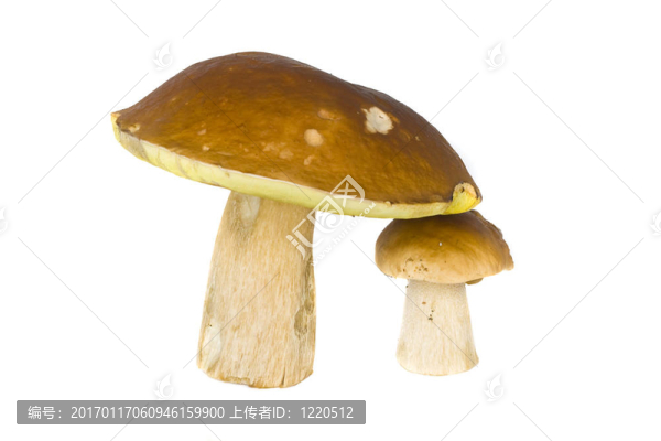 美味牛肝菌