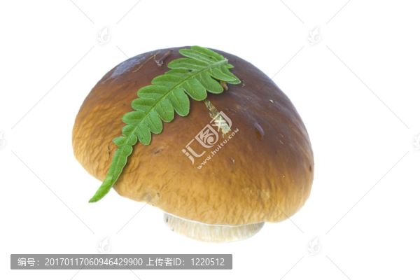 美味牛肝菌