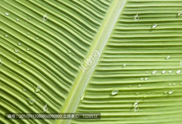 香蕉樹的葉子