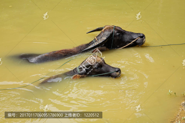 亞洲水牛