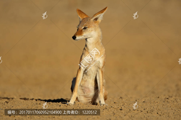 黑背豺