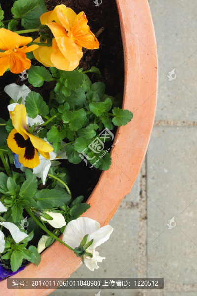 花