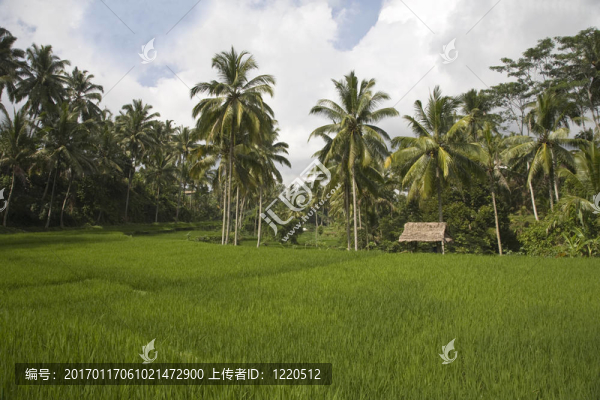 巴厘稻田