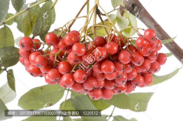 ashberries特寫