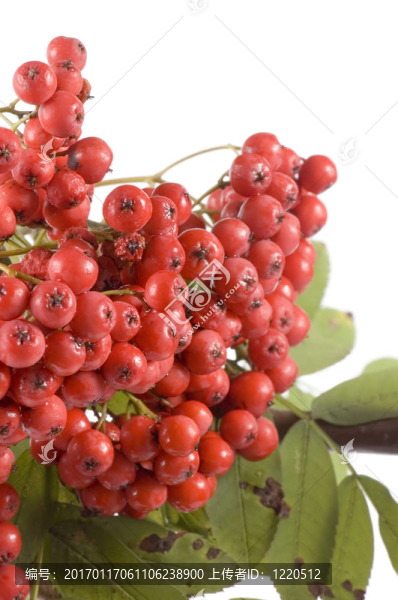 ashberries