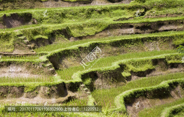 巴厘稻田