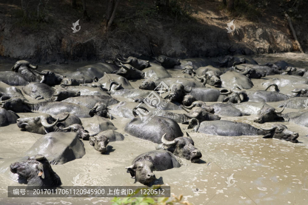 水牛泥漿浴