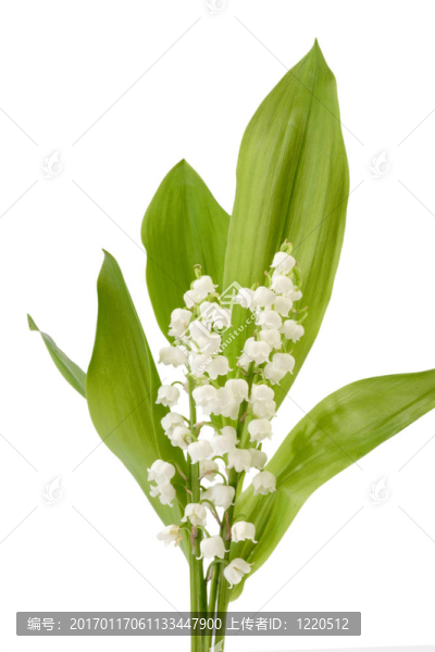一束花