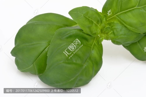 鮮羅勒