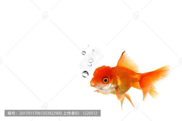 在水中的橙色金魚