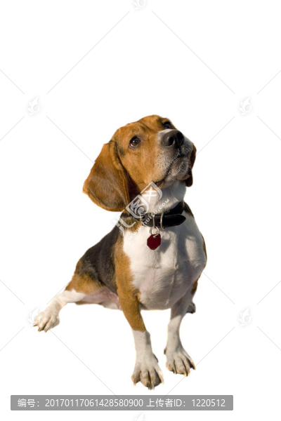 孤立的小獵犬