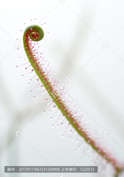 特寫毛氈苔葉