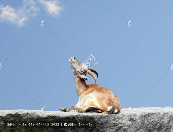 山羊