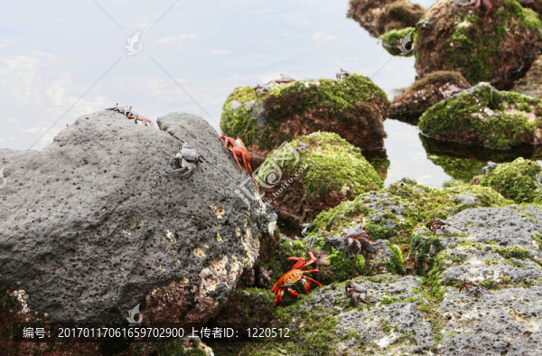 莎麗輕足蟹-匯圖網(wǎng) www.fosd68.com 莎麗輕足蟹