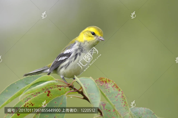黑喉綠林鶯