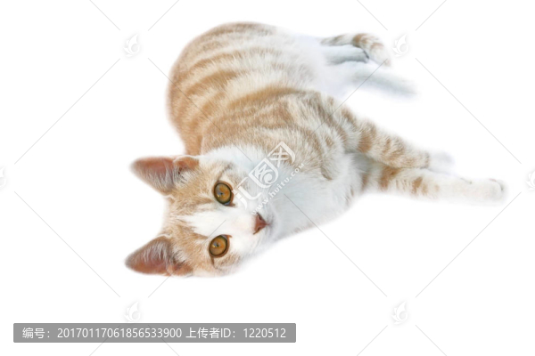 美麗的貓