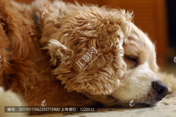 疲憊的可卡獵鷸犬