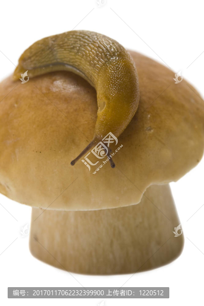 在CEP的蝸牛
