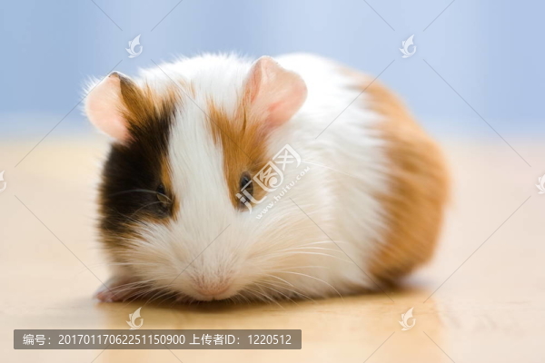 幾內(nèi)亞豬