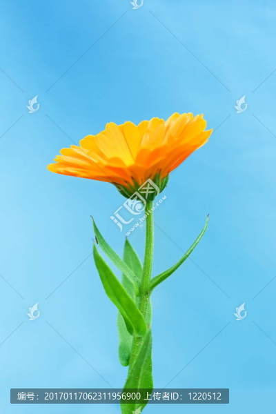 金盞花
