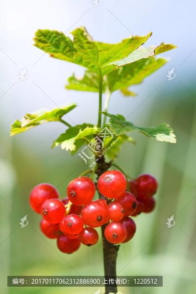 紅醋栗